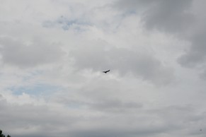 IMG_0962.JPG